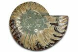 Cut & Polished Ammonite Fossil (Half) - Madagascar #349071-1